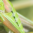 Euthystira brachyptera
